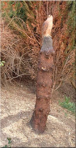 falke falcon holz motors�ge kettens�ge schnitzen kettes�genkunst motors�genkunst holzwerker