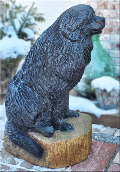 neufundl�nder newfound dog