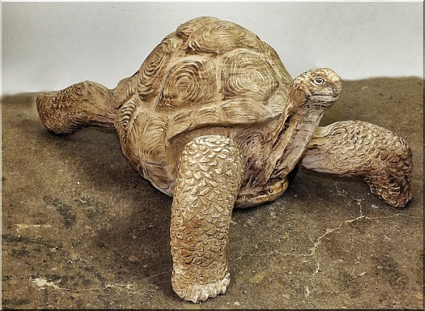 galapagosschildkr�te